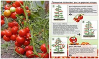 Как выращивать томаты в несколько стеблей (пасынков, побегов)?